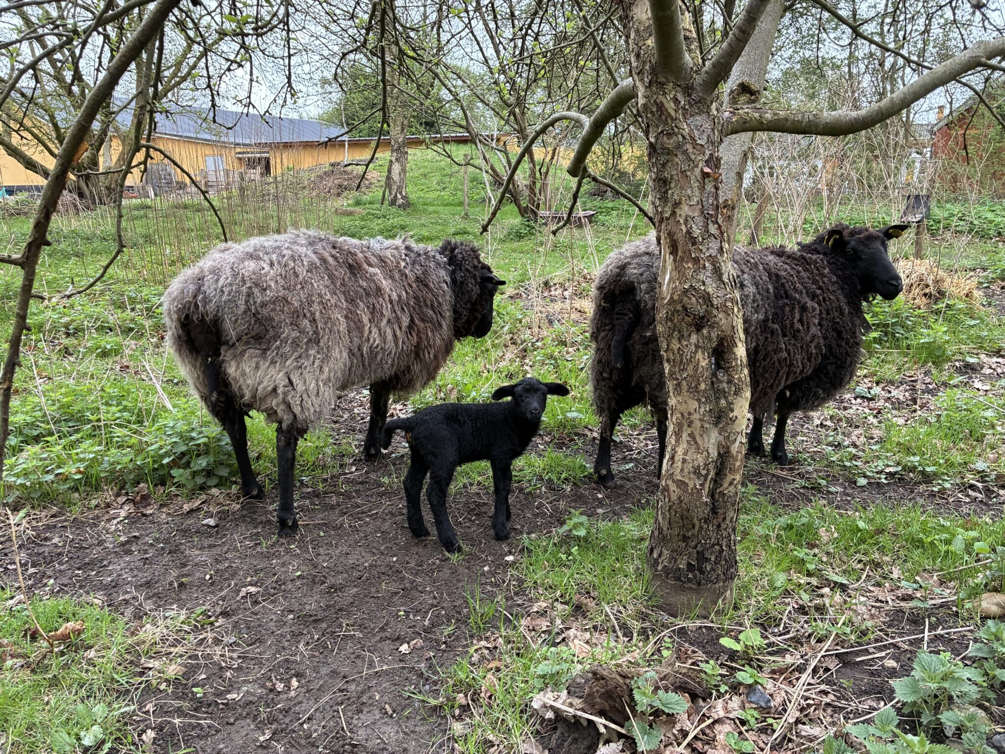 To får med nyfødt lam i frugthaven